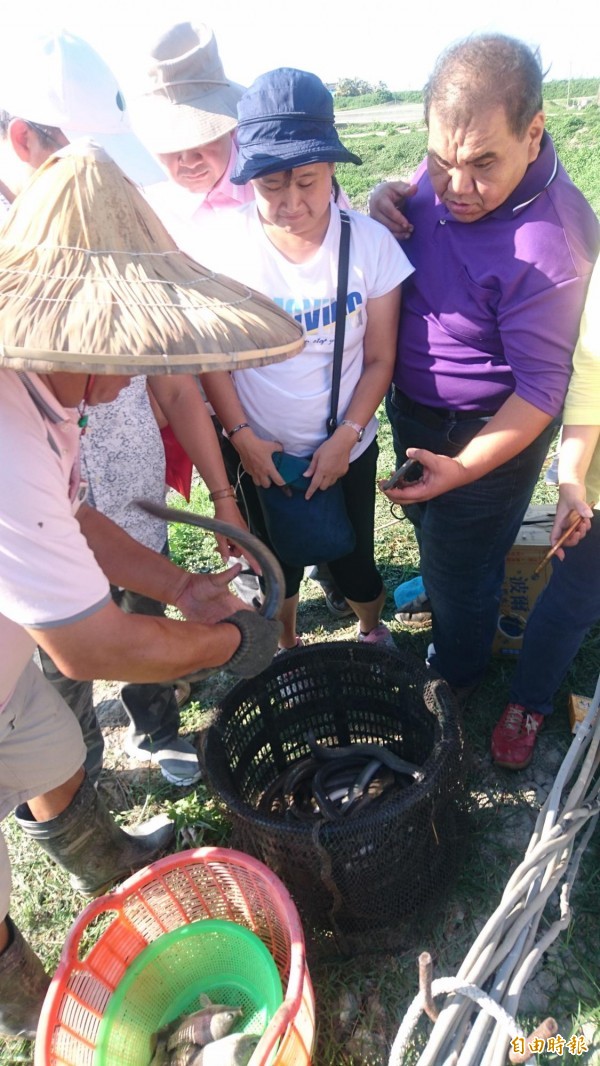 在學甲亮哥生態養殖場，觀看現撈上岸的生鮮鰻魚、台灣鯛。（記者楊金城攝）