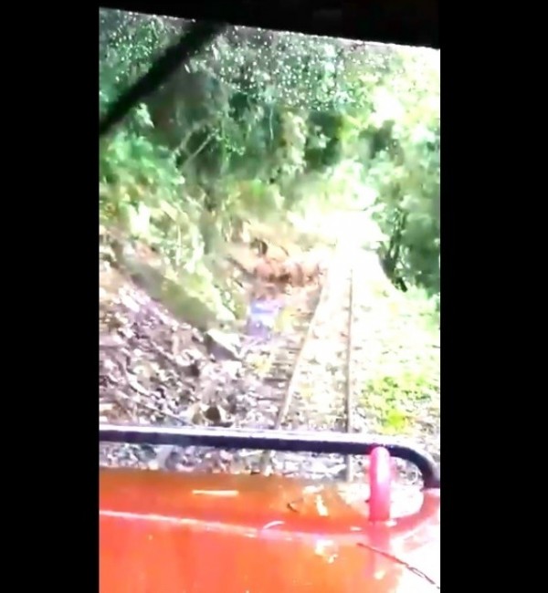 阿里山林鐵火車日前在嘉義縣竹崎鄉獨立山往奮起湖段巧遇野豬。（翻攝臉書）