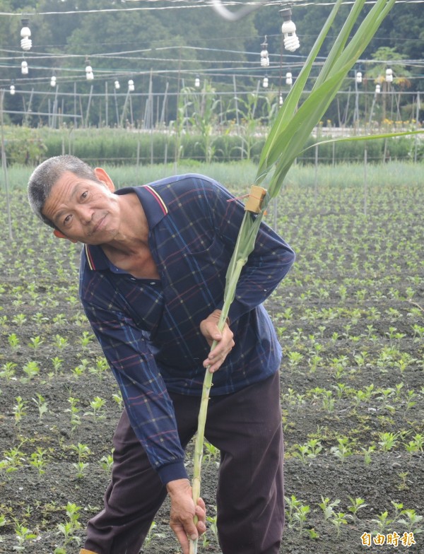 每年中秋，花農李明營自製土地公拐豎立田間，祈求作物豐收。（記者陳冠備攝）