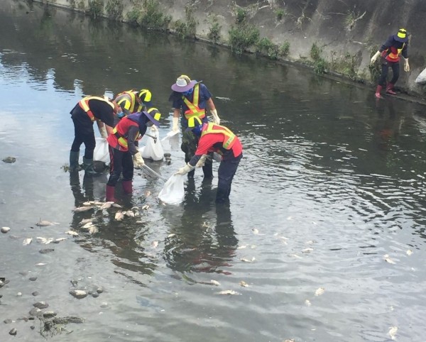 烏日區東園大排昨天傍晚開始出現大批死魚，烏日清潔隊員今天獲報進入大排，撈起近千公斤的死魚。（記者陳建志翻攝）