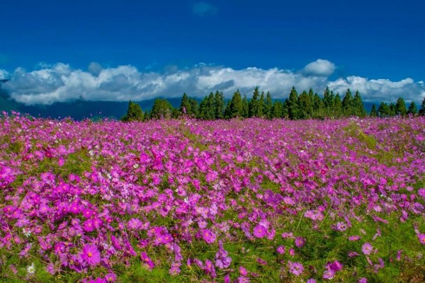 福壽山農場的波斯菊花海。(圖由福壽山農場提供)