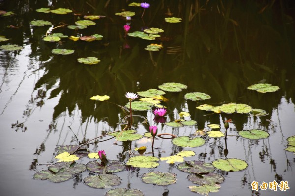 中壢人森呼吸的好所在!過嶺森林公園四季可欣賞不同景色。(記者李容萍攝)
