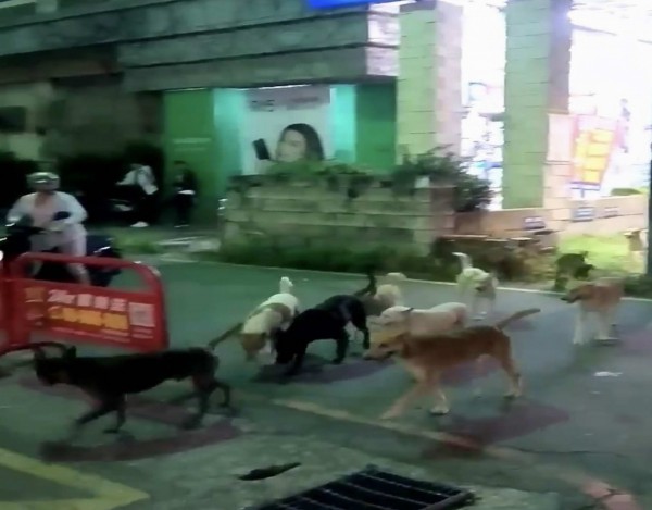 彰化市曉陽路昨晚出現整群流浪狗,讓民眾看到傻眼,紛紛走避。(民眾提供)