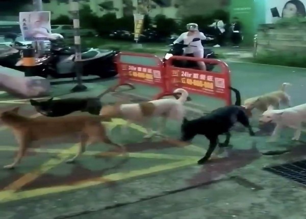 彰化市曉陽路昨晚出現整群流浪狗,讓民眾看到直呼「恐怖」,紛紛走避。(民眾提供)