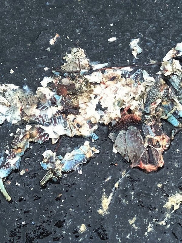 遭路殺輾碎的椰子蟹。(記者蔡宗憲翻攝)