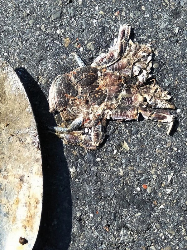 遭路殺的椰子蟹。(記者蔡宗憲翻攝)