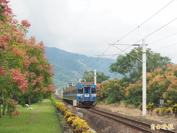 瑞和火車站鐵道兩旁的台灣欒樹花開,近一個月吸引不少民眾來次拍照。(記者王秀亭攝)