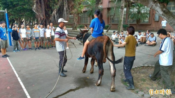 新竹市光武國中校長林茂成獲第二屆創新教育學人獎，他在學校推動的教育強調手作和生命體驗，還邀請農夫牽水牛到學校與學生上課，了解農耕機具的製作與功能。（記者洪美秀攝）