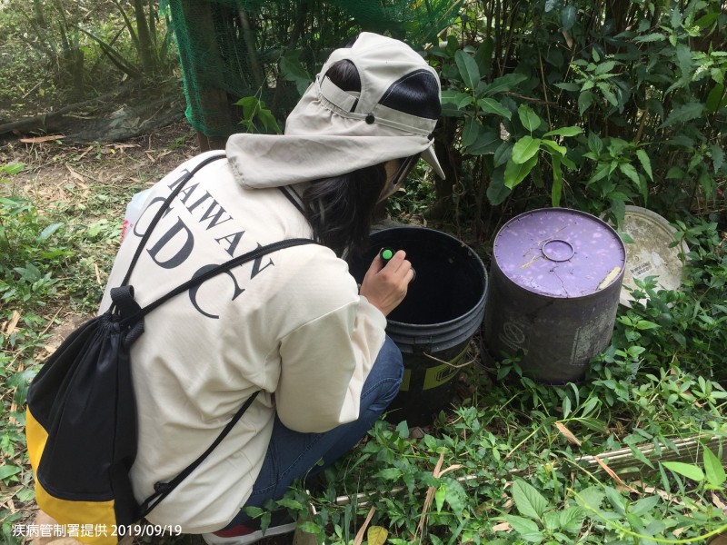 衛福部疾管署防疫人員持續加強新北市中和區孳生源查核。(圖由疾管署提供)