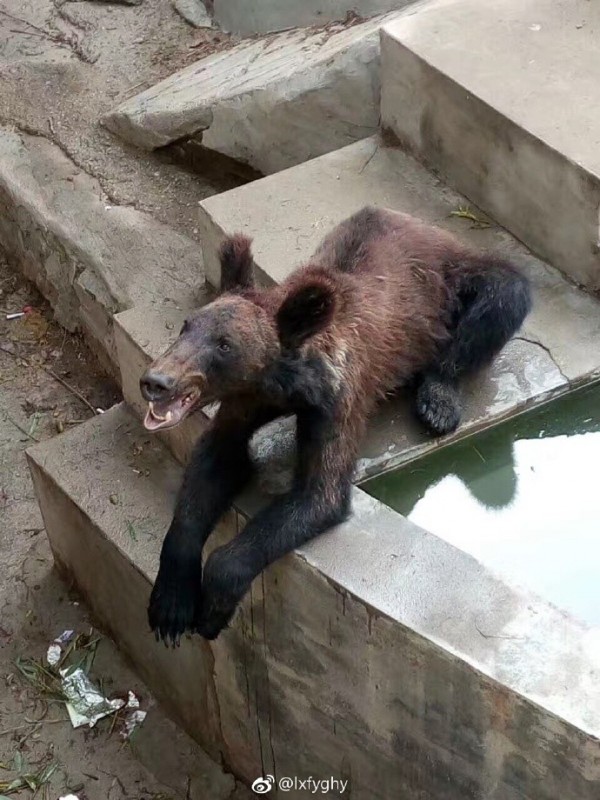 中國有網友PO網爆料,指出河南省新鄉市人民公園動物園內的棕熊瘦到看起來好可憐。(圖擷取自微博)