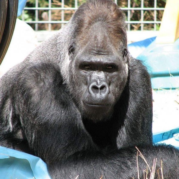 美国加州46岁西部低地大猩猩「可可」(Koko),是只会使用人类手语的动物明星,周三(20日)在睡梦中离世。(图取自「Gorilla Foundation」instagram)