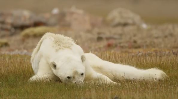 這隻瘦骨嶙峋的北極熊讓人於心不忍。（圖擷自Paul Nicklen IG）
