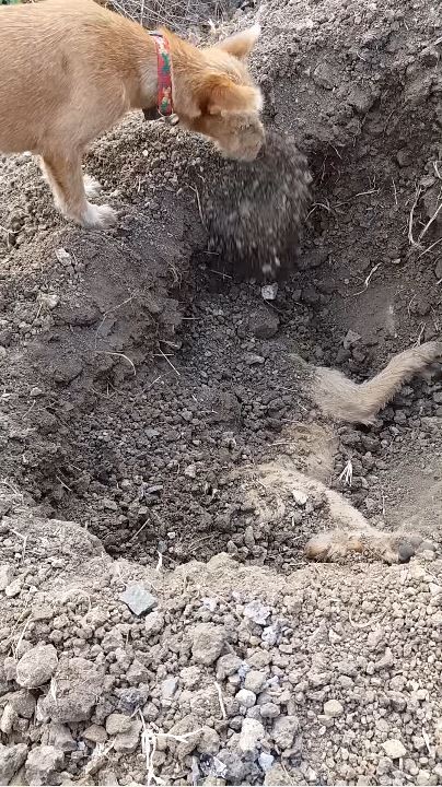 一隻小狗不斷的用鼻子將泥土推入坑內,原來在坑內的是牠不幸遭撞死的「好兄弟」。(圖擷自YouTube)