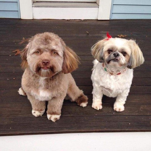 左邊的Yogi,有悲傷眼神。(圖翻攝自9gag)