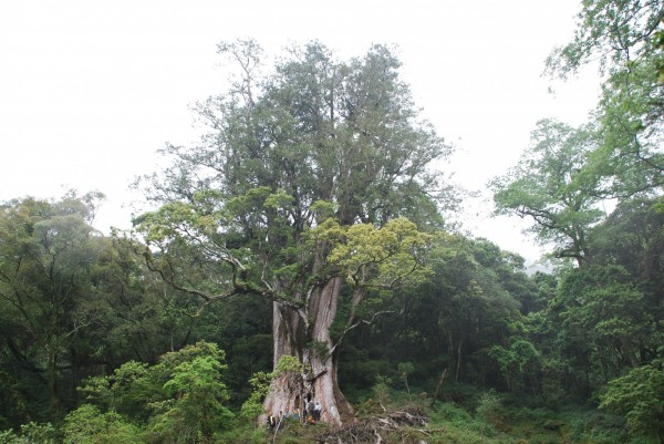 台灣十大神木排行/溪頭千年神木倒塌/樹齡超過2500年的紅檜
