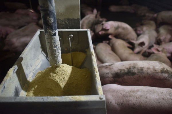 中國海關總署今（25）日通報，有2批要出口的豬血漿蛋白粉檢測到非洲豬瘟病毒，原料來自疫區天津。（法新社）