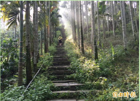 古坑鄉公所將轄內山區步道分三級，其中華山龜仔頭到大尖山的步道屬山友級，極具挑戰度。（記者黃淑莉攝） 