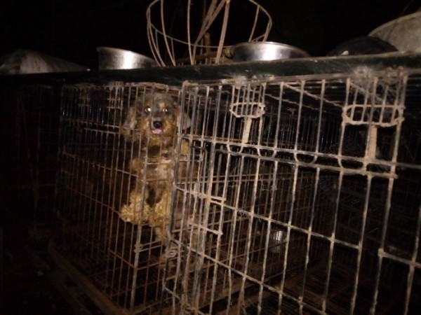 飼主周傳在新北市三峽區非法飼養56隻品種犬、未施打狂犬病疫苗,另割除5犬隻聲帶,挨罰118萬元,周提行政訴訟抗罰。案經台北高等法院審理,認定動保處開罰有理,今判周敗訴,可上訴。(資料照,動保處提供)