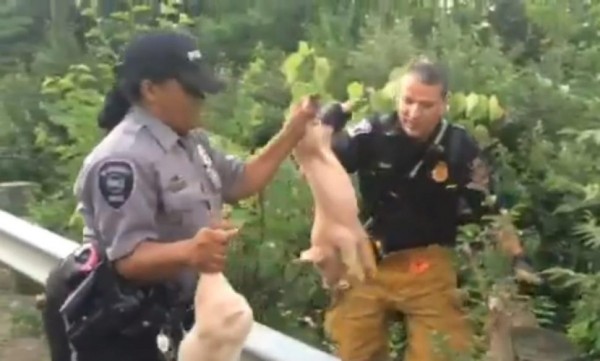 相關單位以人工接力方式搶救2200隻小豬。(圖擷取《紐約每日新聞》)