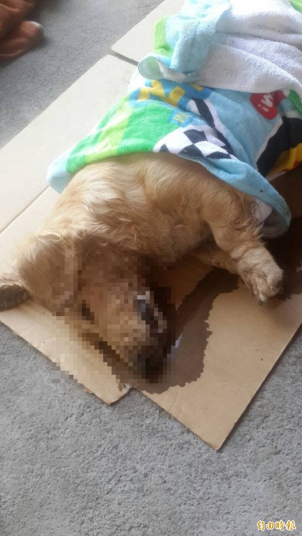 麻善大橋下發生毒狗事件,已知有七隻毛小孩死亡,四隻待急救。(圖由台南市流浪動物愛護協會提供)