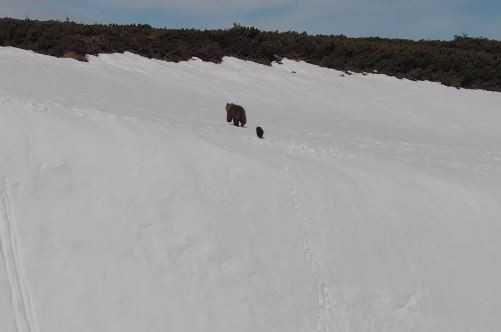 小熊緊跟著母熊,努力在積滿白雪的山壁上拚命往上爬,最後終於成功爬上頂端。(圖擷自Youtube)