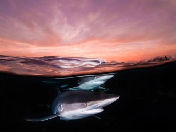 吳秀玲作品「鯊魚與夕陽共舞」(Shark at dusk),一舉拿下日本水下攝影最高榮譽「館石昭獎」。(中央社)