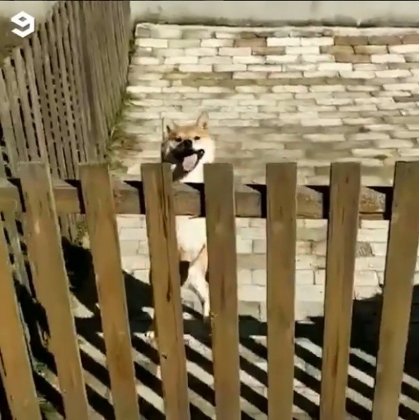 一隻柴犬身懷絕藝，能夠藉由翻越牆壁移動，跨越圍欄。（圖擷取自IG）