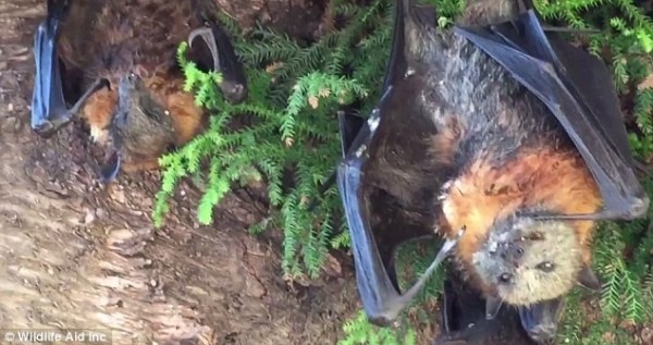 澳洲新南威爾斯州辛格爾頓地區因熱浪來襲，超過700多隻蝙蝠因溫度過高導致脫水死亡。（圖擷取自DailyMail）