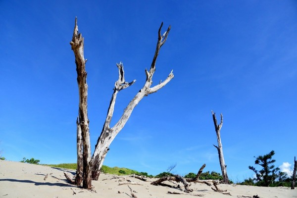 不同姿態的木麻黃枯樹高立在藍天下、黃沙上。（記者許麗娟攝）