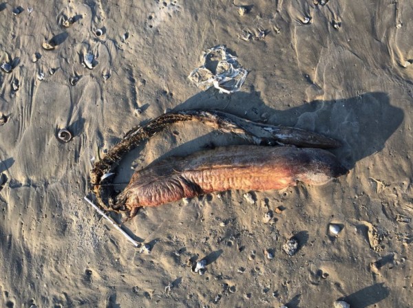 有位生物學家認為,這具生物屍體可能是狼牙恐蛇鰻(fangtooth snake-eel)的一種。(圖擷自twitter)