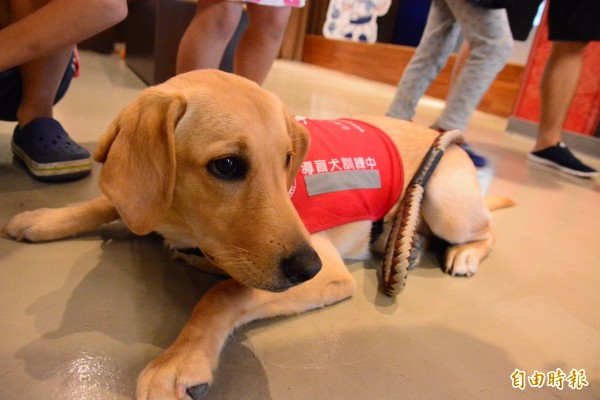 汽車運輸業管理規則將修正,導盲犬、導聾犬、肢體輔助犬陪同搭乘公路及市區汽車客運,業者都不能拒絕這些犬類搭乘,或額外收取費用。(資料照,記者洪瑞琴攝)