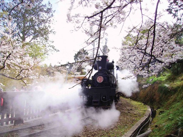 阿里山櫻花樹下的蒸汽火車。(資料照,林務局提供)