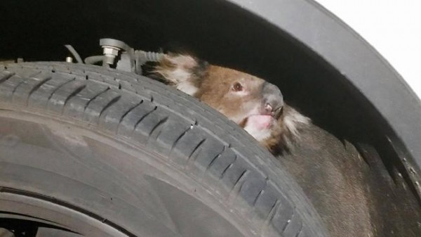 駕駛停車後聽到哭聲，下車查看才發現輪軸卡了一隻可憐的無尾熊。（路透）