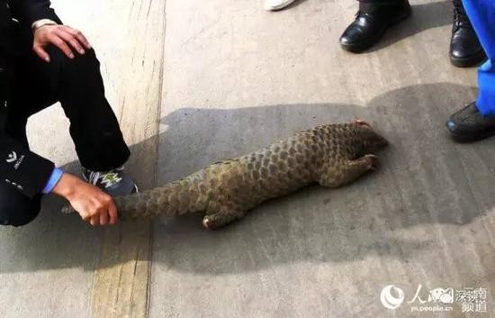 圖為中國警方查獲非法販售穿山甲。(圖擷取自中國新浪網)