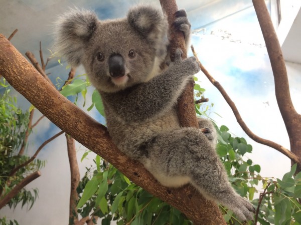 有媒體報導指出,傳出台北市長柯文哲要求動物園調整票價,取消退休公教人員免費入園與軍警人員半價入園的優惠。(北市動物園提供)