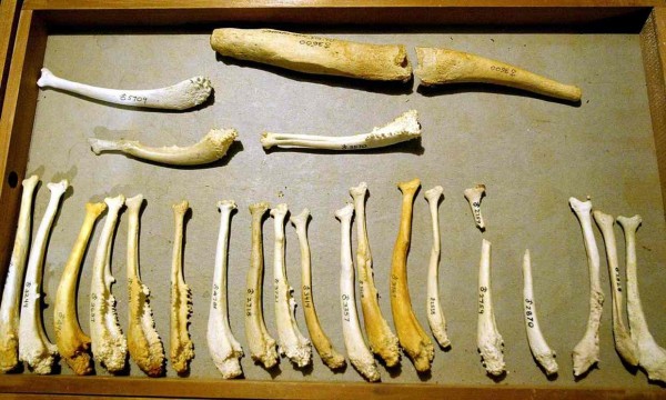 哺乳類動物都有長短不一的陰莖骨，唯獨人類男性的外生殖器中只有