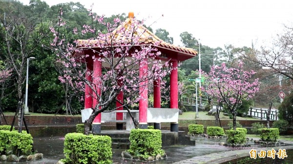 櫻花公園也是烏來賞櫻的好去處。（記者沈昱嘉攝）