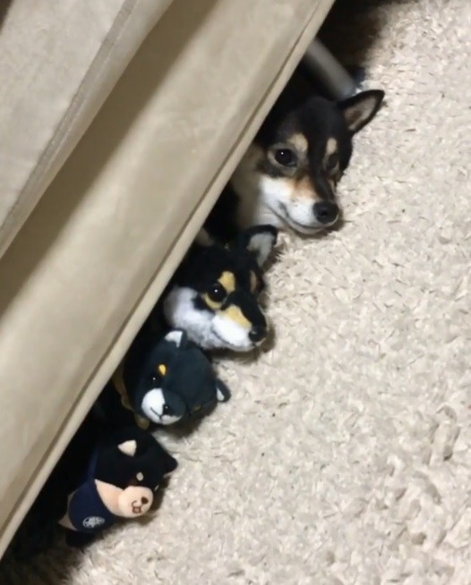 日本一隻小黑柴與其他黑柴玩偶藏身在床下。（圖擷取自IG）