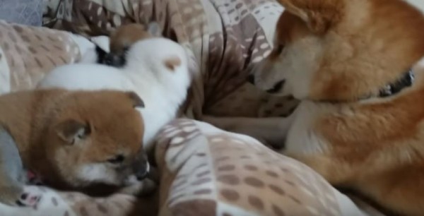 三隻柴犬幼犬在床上熟睡，但牠們的爸爸卻在一旁大吼大叫，還拉扯棉被。（圖擷取自影片）