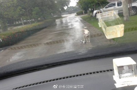 狗狗擋警車求救。(圖取自星暹傳媒微博)
