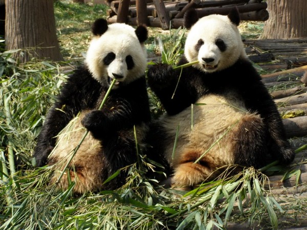 象徵建交吉祥物的中國兩隻大熊貓，馬來西亞政府以「養不起」為由，打算歸還中國。（圖擷取自網路維基百科）