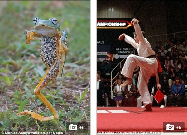 這隻飛蛙在草地比劃,與武打片演員動作相似。(圖片擷取自每日郵報)