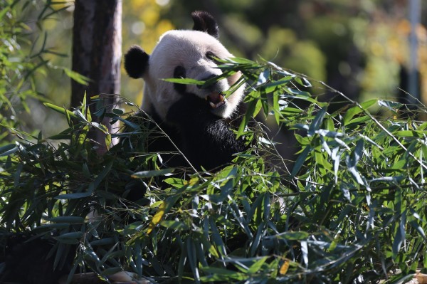 10日也是梅蘭妮亞留在中國的最後一天,她上午先到北京動物園貓熊館觀看熊貓古古和萌二。(歐新社) 10日也是梅蘭妮亞留在中國的最後一天,她上午先到北京動物園貓熊館觀看熊貓古古和萌二。(歐新社)