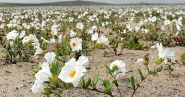 與上圖粉紫色花朵不同，這種植物開的小白花彷彿為炙熱的沙漠披上一層白雪。（擷取自《BBC》）