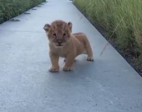小獅子走路搖搖晃晃。(圖擷自YouTube)