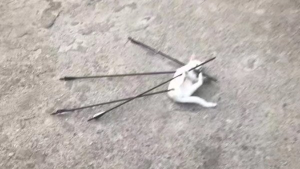 中國湖北一隻流浪貓慘遭被人用弓箭射殺,全身一共插了4支箭。(圖翻攝自微博)