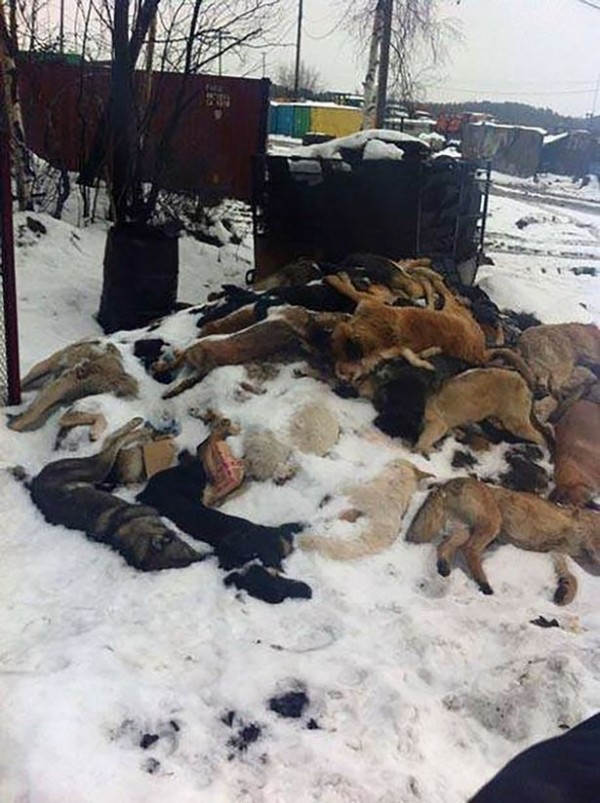 被撲殺狗隻堆積如山。（圖擷自鏡報）