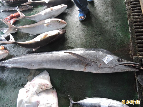 食藥署和農委會監測發現,鮪魚、旗魚、油魚和鯊魚的甲基汞濃度較高,且是民眾常吃的魚種,因此特別訂定攝食建議。示意圖。(資料照,記者張存薇攝)