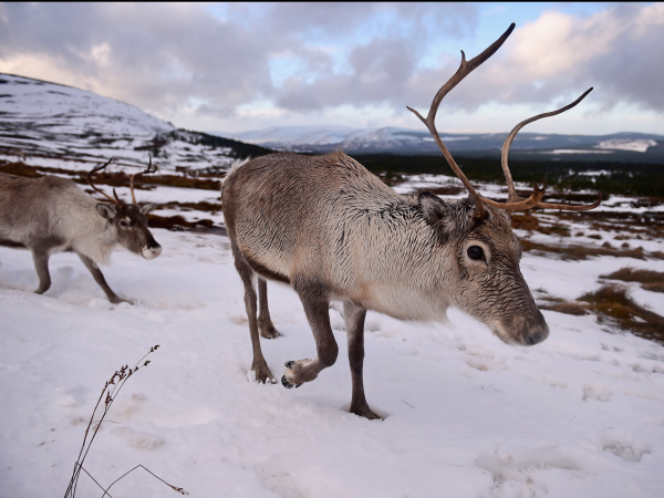 耶誕節將至，挪威最高法院今（22）日卻以保護凍原地區為由，認同政府下令撲殺放牧馴鹿，駁回原住民牧民的上訴。（圖取自business insider）