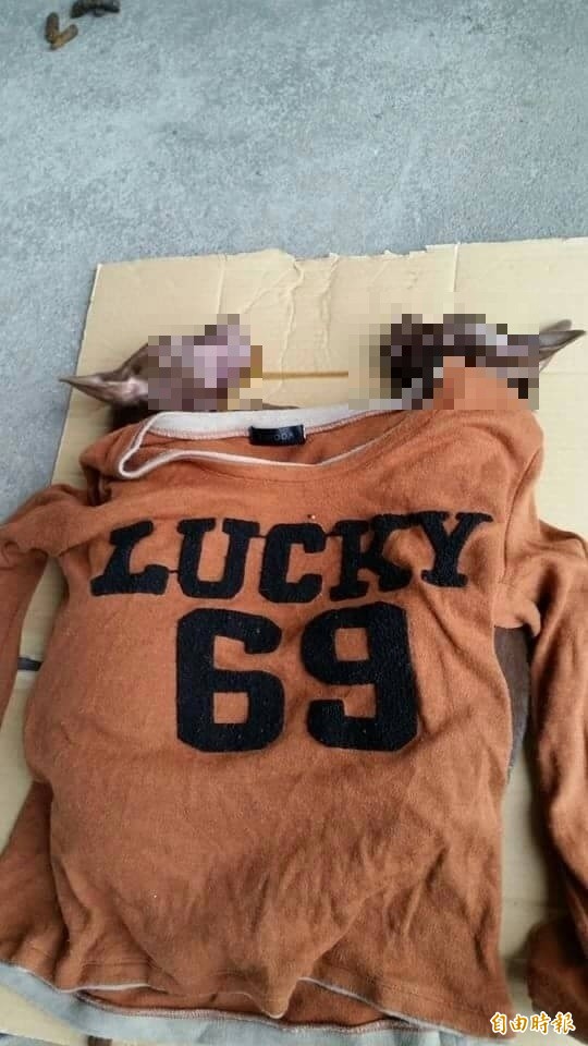 麻善大橋下發生毒狗事件,已知有七隻毛小孩死亡,四隻待急救。(圖由台南市流浪動物愛護協會提供)